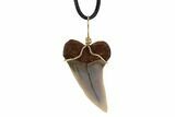 Fossil Mako Tooth Necklace - Bakersfield, California #95248-1